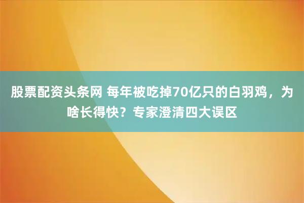 股票配资头条网 每年被吃掉70亿只的白羽鸡，为啥长得快？专家澄清四大误区